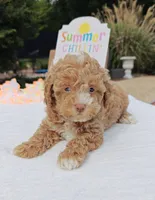 Xavier (Toy Cavapoo), a male Cavapoo and Poodle - Toy  for sale in Dallas, TX – 2 of 10