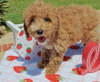 Tabitha (Micro/Petite Goldendoodle-Cavapoo), a female Cavapoo and Miniature Goldendoodle for sale in Dallas, TX – 4 of 10