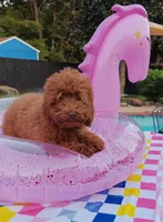 Tillie (Micro/Petite Goldendoodle-Cavapoo), a female Cavapoo and Miniature Goldendoodle for sale in Dallas, TX – 10 of 10