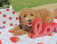 Tabitha (Micro/Petite Goldendoodle-Cavapoo), a female Cavapoo and Miniature Goldendoodle for sale in Dallas, TX – 7 of 10
