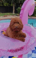 Tillie (Micro/Petite Goldendoodle-Cavapoo), a female Cavapoo and Miniature Goldendoodle for sale in Dallas, TX – 4 of 10