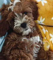 Christmas Puppies, a  Cavapoo and Miniature Goldendoodle for sale in Dallas, TX – 2 of 3