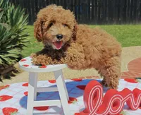 Tabitha (Micro/Petite Goldendoodle-Cavapoo), a female Cavapoo and Miniature Goldendoodle for sale in Dallas, TX – 5 of 10