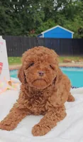 Tillie (Micro/Petite Goldendoodle-Cavapoo), a female Cavapoo and Miniature Goldendoodle for sale in Dallas, TX – 10 of 10