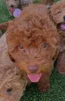 Tillie (Micro/Petite Goldendoodle-Cavapoo), a female Cavapoo and Miniature Goldendoodle for sale in Dallas, TX – 6 of 10