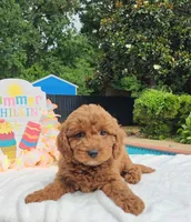 Jorie (Miniature Goldendoodle-Cavapoo), a female Cavapoo and Miniature Goldendoodle for sale in Dallas, TX – 4 of 10