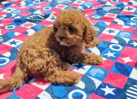 Talia, a female Cavapoo and Miniature Goldendoodle for sale in Dallas, TX – 9 of 10