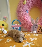 Tesla (Micro/Petite Goldendoodle-Cavapoo), a male Cavapoo and Miniature Goldendoodle for sale in Dallas, TX – Photo 4 of 10