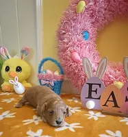 Tesla (Micro/Petite Goldendoodle-Cavapoo), a male Cavapoo and Miniature Goldendoodle for sale in Dallas, TX – Photo 10 of 10