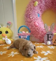 Tesla (Micro/Petite Goldendoodle-Cavapoo), a male Cavapoo and Miniature Goldendoodle for sale in Dallas, TX – Photo 5 of 10