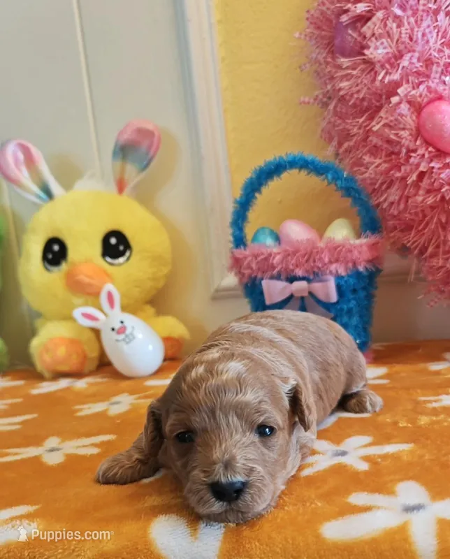 Tesla (Micro/Petite Goldendoodle-Cavapoo) – Cavapoo, Miniature Goldendoodle puppy on hold in Dallas, TX