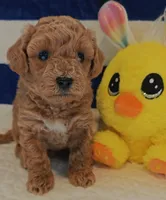 Tesla (Micro/Petite Goldendoodle-Cavapoo), a male Cavapoo and Miniature Goldendoodle for sale in Dallas, TX – 5 of 10