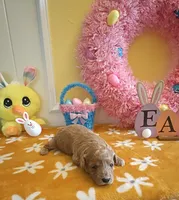 Tesla (Micro/Petite Goldendoodle-Cavapoo), a male Cavapoo and Miniature Goldendoodle for sale in Dallas, TX – Photo 3 of 10