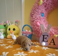 Tesla (Micro/Petite Goldendoodle-Cavapoo), a male Cavapoo and Miniature Goldendoodle for sale in Dallas, TX – Photo 6 of 10