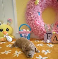 Tesla (Micro/Petite Goldendoodle-Cavapoo), a male Cavapoo and Miniature Goldendoodle for sale in Dallas, TX – Photo 2 of 10