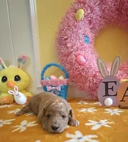 Tesla (Micro/Petite Goldendoodle-Cavapoo), a male Cavapoo and Miniature Goldendoodle for sale in Dallas, TX – Photo 7 of 10