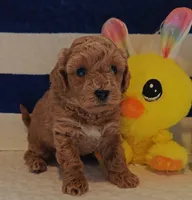 Tesla (Micro/Petite Goldendoodle-Cavapoo), a male Cavapoo and Miniature Goldendoodle for sale in Dallas, TX – 9 of 10