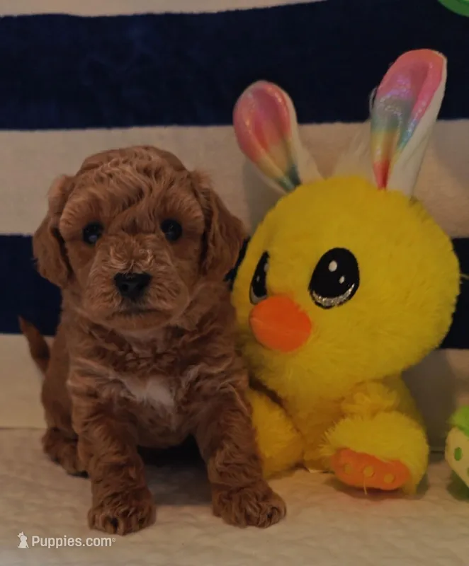 Tesla (Micro/Petite Goldendoodle-Cavapoo) – Cavapoo, Miniature Goldendoodle puppy for sale in Dallas, TX