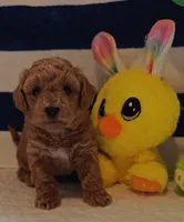 Tesla (Micro/Petite Goldendoodle-Cavapoo), a male Cavapoo and Miniature Goldendoodle for sale in Dallas, TX – 1 of 10