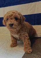Tesla (Micro/Petite Goldendoodle-Cavapoo), a male Cavapoo and Miniature Goldendoodle for sale in Dallas, TX – 2 of 10