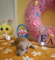 Tesla (Micro/Petite Goldendoodle-Cavapoo), a male Cavapoo and Miniature Goldendoodle for sale in Dallas, TX – Photo 9 of 10