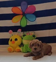 Tesla (Micro/Petite Goldendoodle-Cavapoo), a male Cavapoo and Miniature Goldendoodle for sale in Dallas, TX – 7 of 10