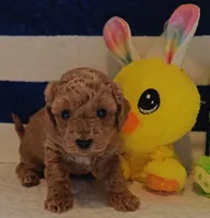 Tesla (Micro/Petite Goldendoodle-Cavapoo), a male Cavapoo and Miniature Goldendoodle for sale in Dallas, TX – 3 of 10