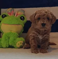 Tesla (Micro/Petite Goldendoodle-Cavapoo), a male Cavapoo and Miniature Goldendoodle for sale in Dallas, TX – 6 of 10