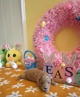 Tesla (Micro/Petite Goldendoodle-Cavapoo), a male Cavapoo and Miniature Goldendoodle for sale in Dallas, TX – Photo 8 of 10