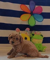 Tesla (Micro/Petite Goldendoodle-Cavapoo), a male Cavapoo and Miniature Goldendoodle for sale in Dallas, TX – 8 of 10