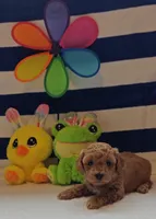 Tesla (Micro/Petite Goldendoodle-Cavapoo), a male Cavapoo and Miniature Goldendoodle for sale in Dallas, TX – 4 of 10