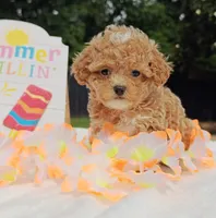Taylor (Toy Cavapoo), a female Cavapoo and Poodle - Toy  for sale in Dallas, TX – 6 of 10