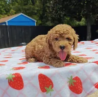 Levi , a male Cavapoo and Miniature Goldendoodle for sale in Dallas, TX – 5 of 10