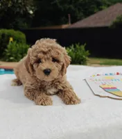 Toby (Micro/Petite Goldendoodle-Cavapoo), a male Cavapoo and Miniature Goldendoodle for sale in Dallas, TX – 4 of 10