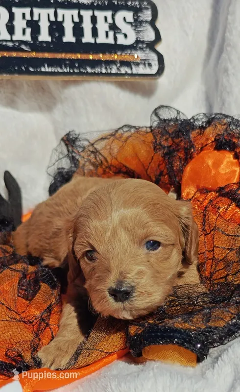 Duke – Cavapoo, Miniature Goldendoodle puppy for sale in Dallas, TX