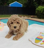 Toby (Micro/Petite Goldendoodle-Cavapoo), a male Cavapoo and Miniature Goldendoodle for sale in Dallas, TX – 8 of 10