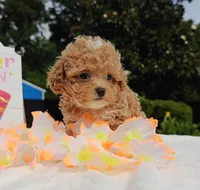 Taylor (Toy Cavapoo), a female Cavapoo and Poodle - Toy  for sale in Dallas, TX – 10 of 10
