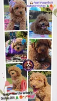 Christmas Puppies, a female Cavapoo and Miniature Goldendoodle for sale in Dallas, TX – 1 of 3
