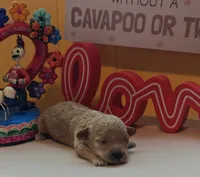 Judy, a female Cavapoo and Poodle - Toy  for sale in Dallas, TX – Photo 2 of 10