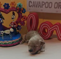 Judy, a female Cavapoo and Poodle - Toy  for sale in Dallas, TX – Photo 8 of 10