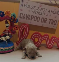 Judy, a female Cavapoo and Poodle - Toy  for sale in Dallas, TX – Photo 9 of 10