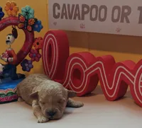 Judy, a female Cavapoo and Poodle - Toy  for sale in Dallas, TX – Photo 5 of 10