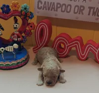 Judy, a female Cavapoo and Poodle - Toy  for sale in Dallas, TX – Photo 10 of 10