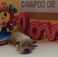 Judy, a female Cavapoo and Poodle - Toy  for sale in Dallas, TX – Photo 1 of 10