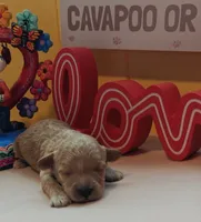 Judy, a female Cavapoo and Poodle - Toy  for sale in Dallas, TX – Photo 3 of 10