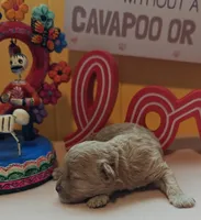 Judy, a female Cavapoo and Poodle - Toy  for sale in Dallas, TX – Photo 7 of 10