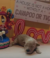 Judy, a female Cavapoo and Poodle - Toy  for sale in Dallas, TX – Photo 6 of 10