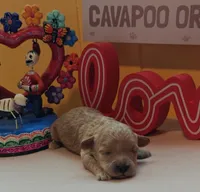 Judy, a female Cavapoo and Poodle - Toy  for sale in Dallas, TX – Photo 4 of 10