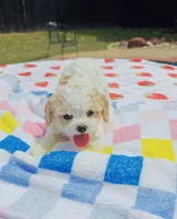 Shia, a male Cavapoo and Miniature Goldendoodle for sale in Dallas, TX – 9 of 10