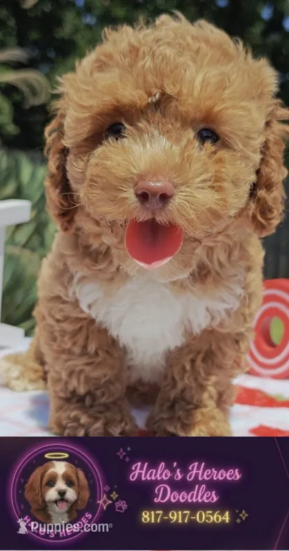 Brittany (Toy Cavapoo) – Cavapoo, Poodle - Toy  puppy for sale in Dallas, TX